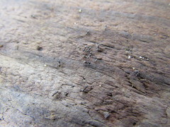 Forelius antarcticus