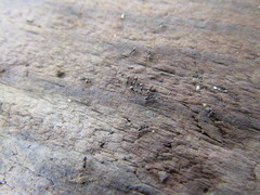 Forelius antarcticus