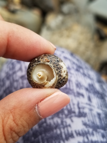 photo of Western Banded Tegula (Tegula eiseni)