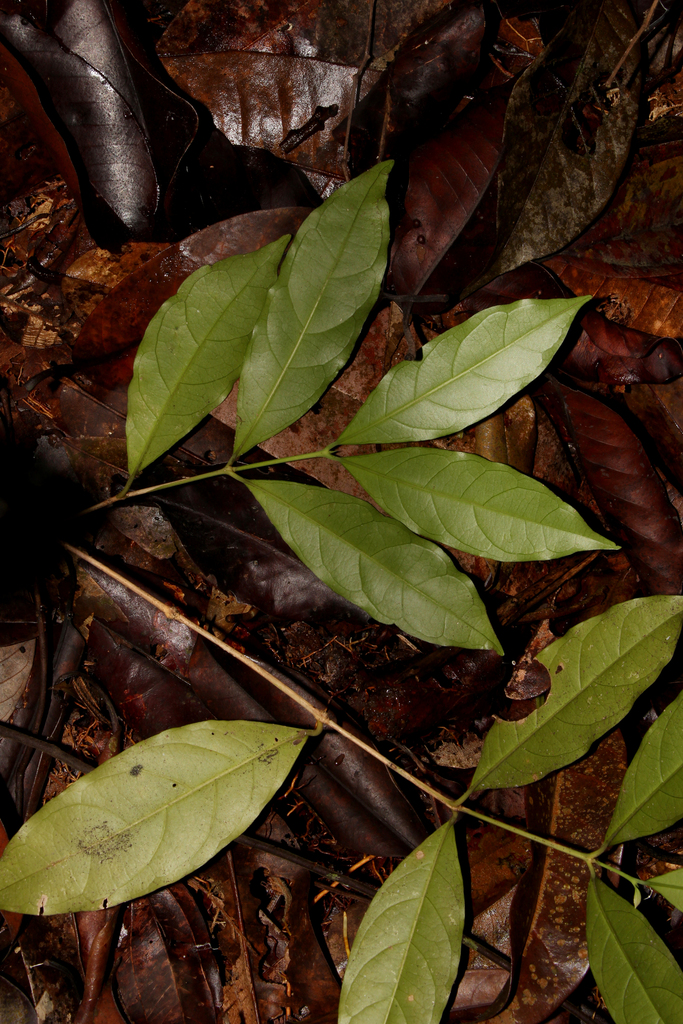 Diplospora