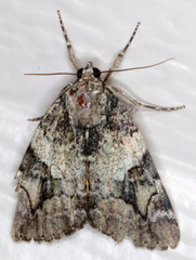 Catocala micronympha