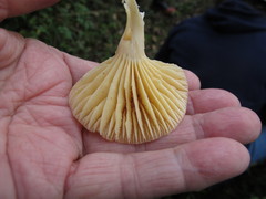 Cuphophyllus pratensis pratensis