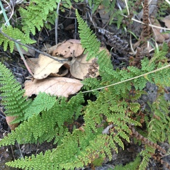 Myriopteris lendigera