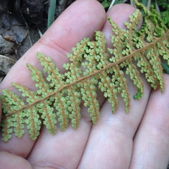 Myriopteris lendigera