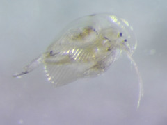 Acroperus harpae