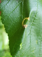 Phyllonorycter nicellii