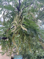 Gleditsia triacanthos