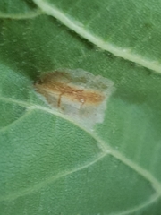 Phyllonorycter nicellii