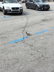 Columba livia domestica