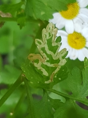 Phytomyza syngenesiae group