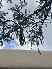 Gleditsia triacanthos