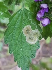 Amauromyza morionella