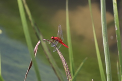 Crocothemis erythraea