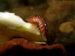 Armadillidium klugii
