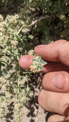 Galium hypotrichium