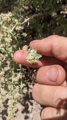 Galium hypotrichium
