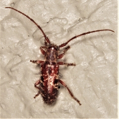 Eupogonius tomentosus