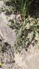 Galium hypotrichium