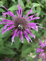 Trichiotinus affinis