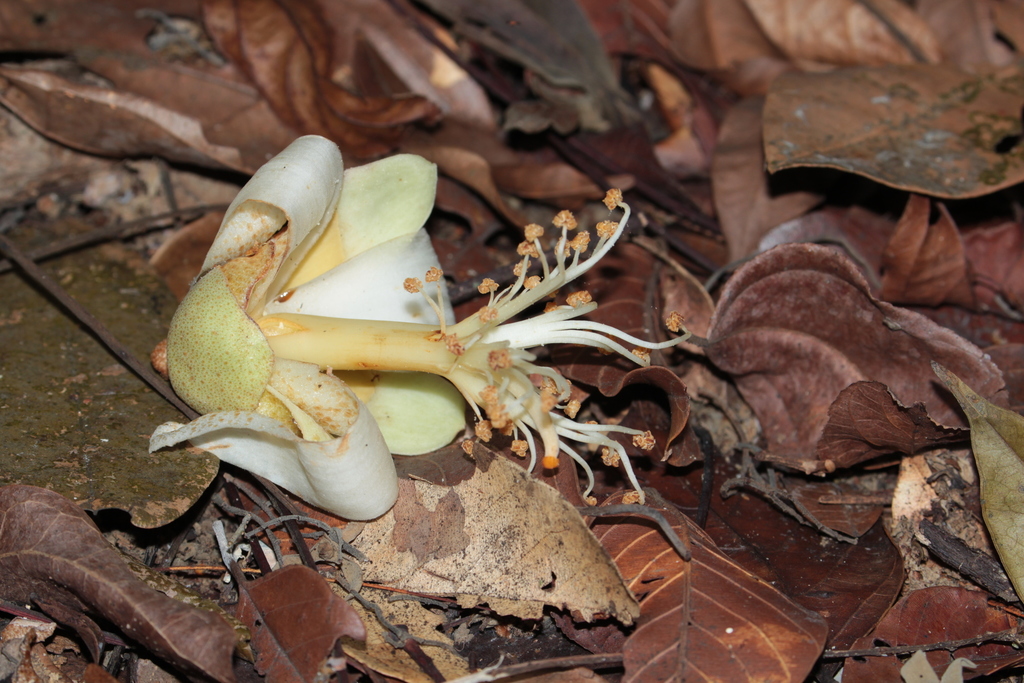 Durio singaporensis