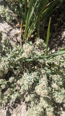 Galium hypotrichium