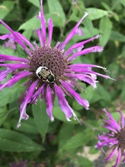 Trichiotinus affinis