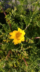 Anacyclus radiatus