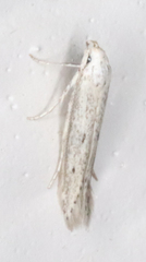 Haplochrois bipunctella