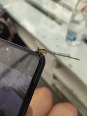 Platycnemis pennipes