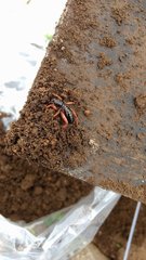 Stenopelmatus perote