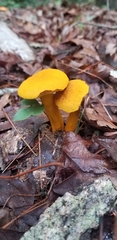 Aureoboletus auriflammeus