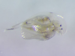 Acroperus harpae