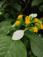 Mussaenda shikokiana