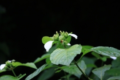 Mussaenda shikokiana