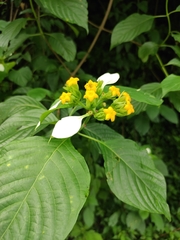 Mussaenda shikokiana