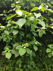 Mussaenda shikokiana