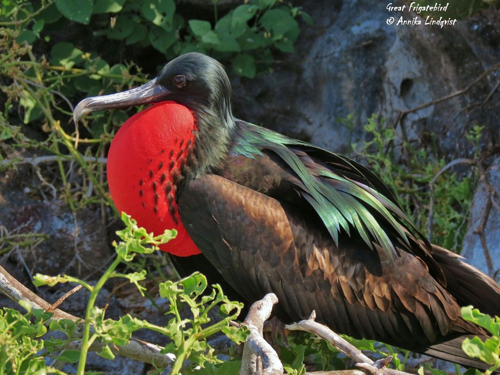 Male great frigatebird perched with its red throat pouch inflated
