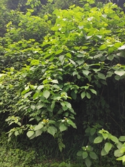 Mussaenda shikokiana