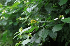 Mussaenda shikokiana