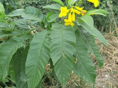 Tecoma castanifolia