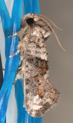 Acrolophus piger