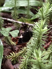 Trichodezia albovittata