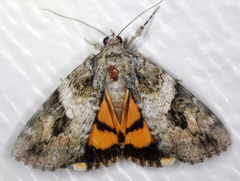 Catocala micronympha