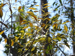 Castanopsis carlesii