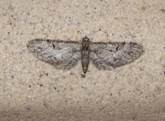 Eupithecia bolterii