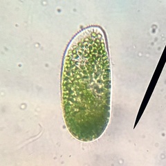 Paramecium bursaria