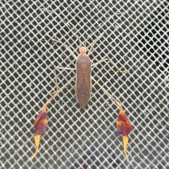 Anisoscelis marginellus