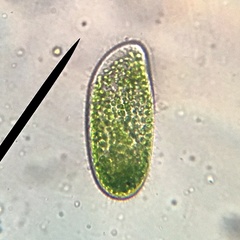 Paramecium bursaria