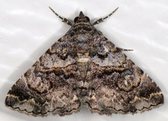 Ophiusini