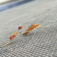 Anisoscelis marginellus